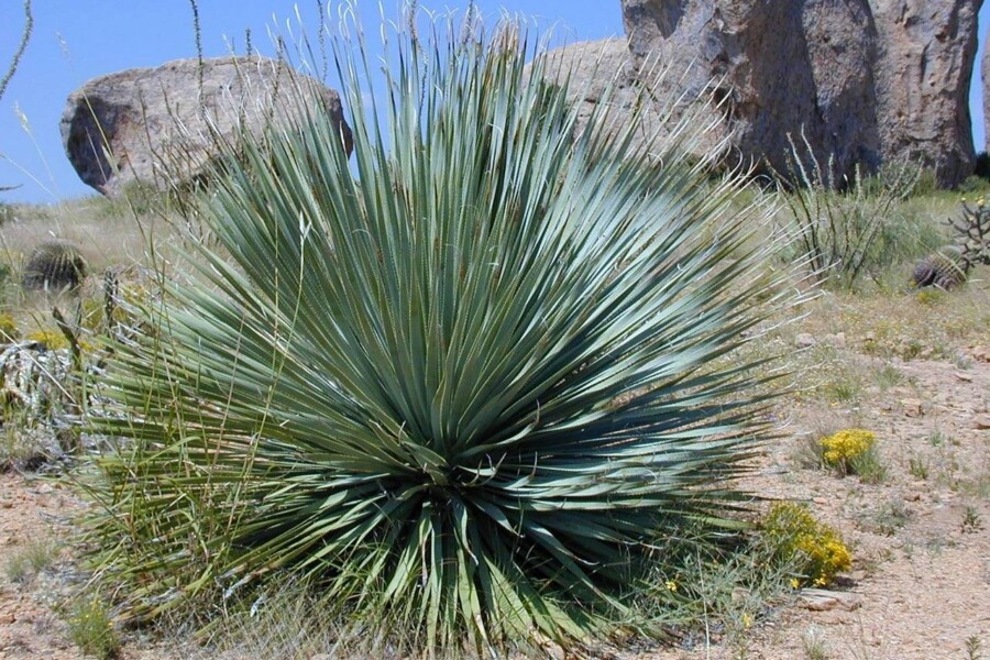 Jak dbać o yucca elephantipes by cieszyć się jej pięknem w domu?