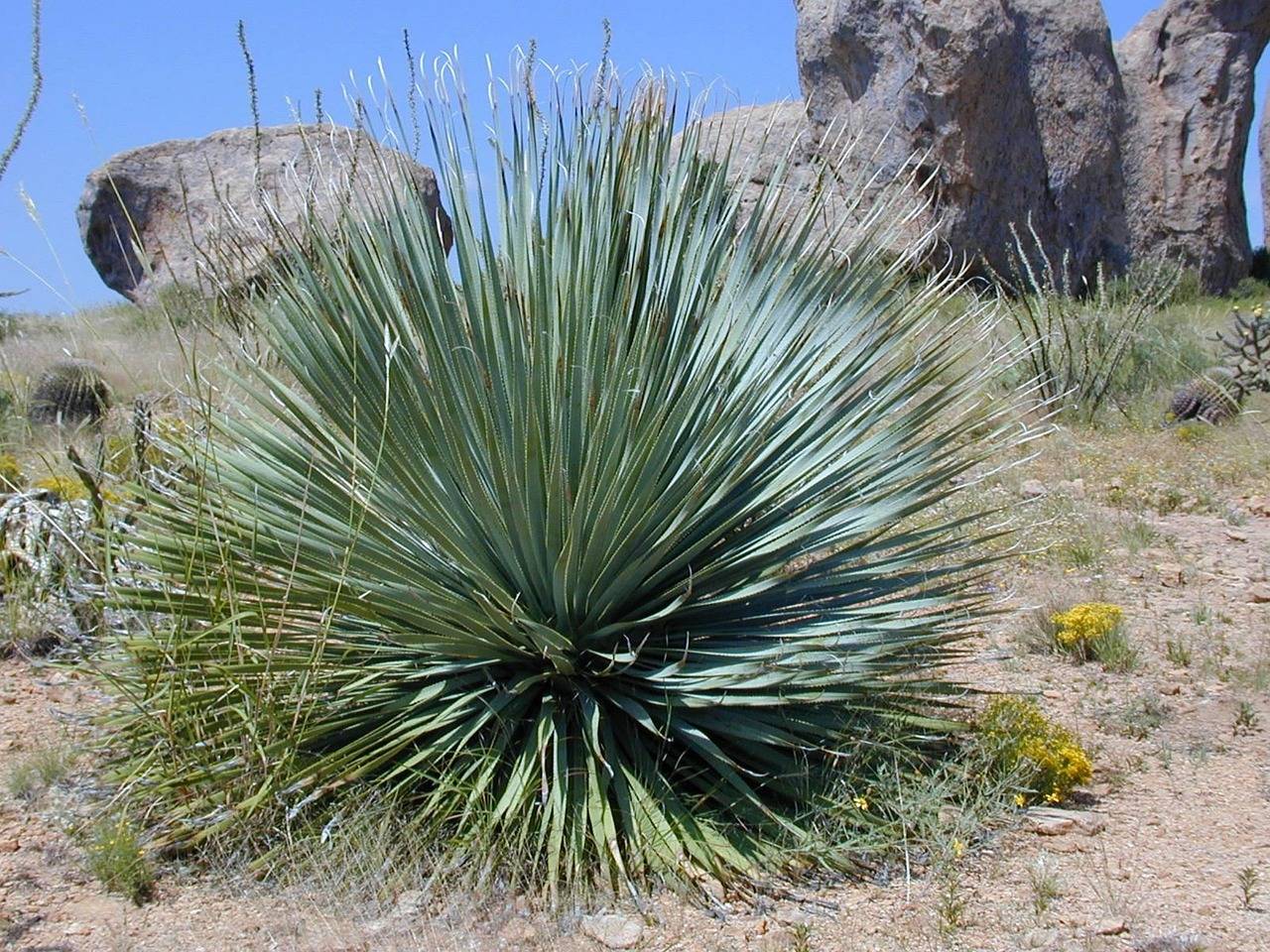 Jak dbać o yucca elephantipes by cieszyć się jej pięknem w domu?